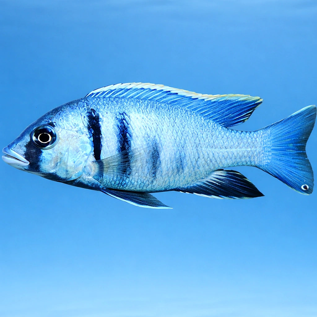 Cyrtocara elektra 4 - — tropical fish for sale UK — AI side clean view