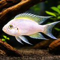 Daffodil Albin — tropical fish for sale UK — AI hero driftwood view