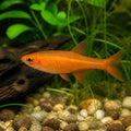 Danio malabaricus orange — tropical fish for sale UK — AI natural aquarium view