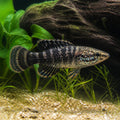 Dario sp. black tiger — tropical fish for sale UK — AI natural aquarium view