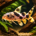 Decorated Upside-Down Catfi — tropical fish for sale UK — AI hero driftwood view