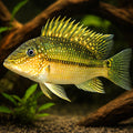 Demon Fish, Earth-Eater — tropical fish for sale UK — AI hero driftwood view