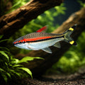 Denison Barb — Barbs for sale UK — AI hero driftwood view