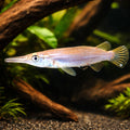 Dermogenys sp. silver 4 - — tropical fish for sale UK — AI hero driftwood view
