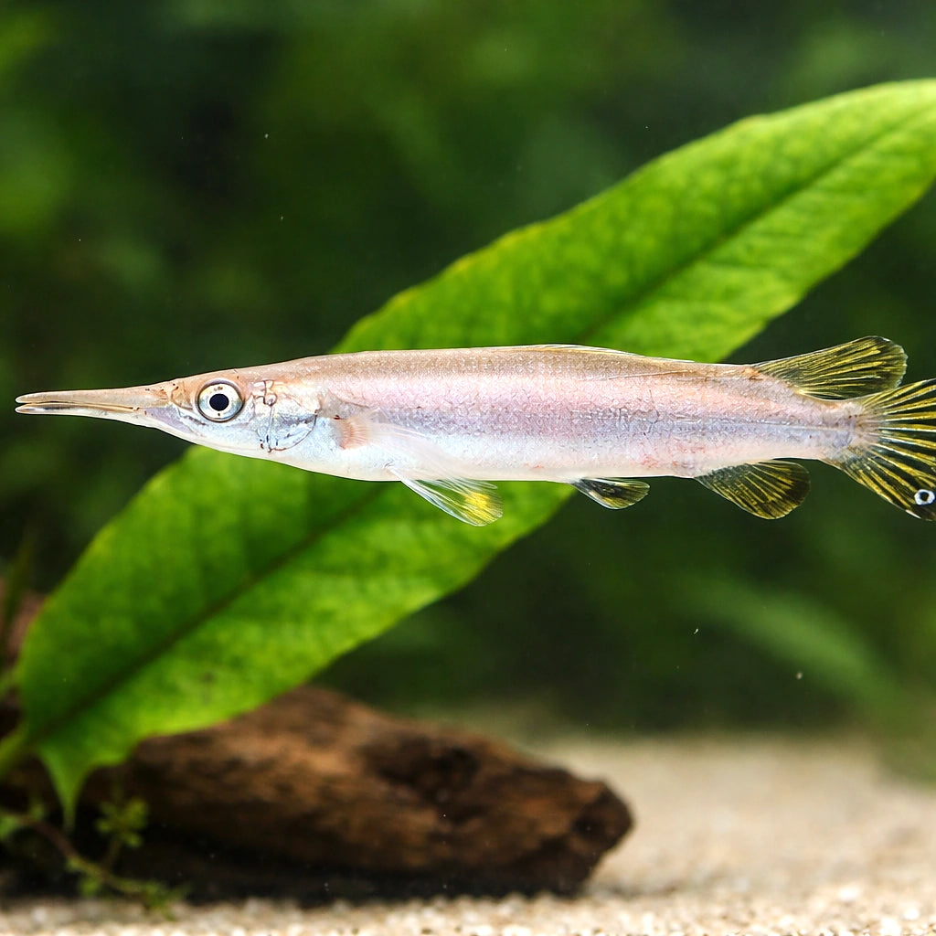 Dermogenys sp. silver 4 - — tropical fish for sale UK — AI scale plant view