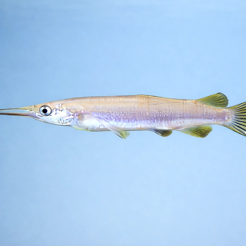 Dermogenys sp. silver 4 - — tropical fish for sale UK — AI side clean view