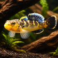 Desert Goby — tropical fish for sale UK — AI hero driftwood view