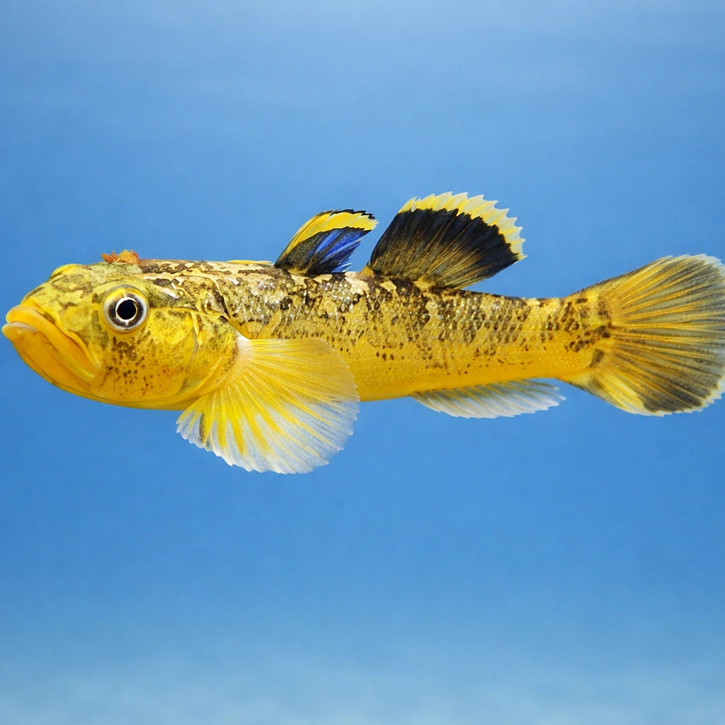 Desert Goby Gold — tropical fish for sale UK — AI side clean view