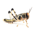 desert locust — Vivarium Animal Food for sale UK