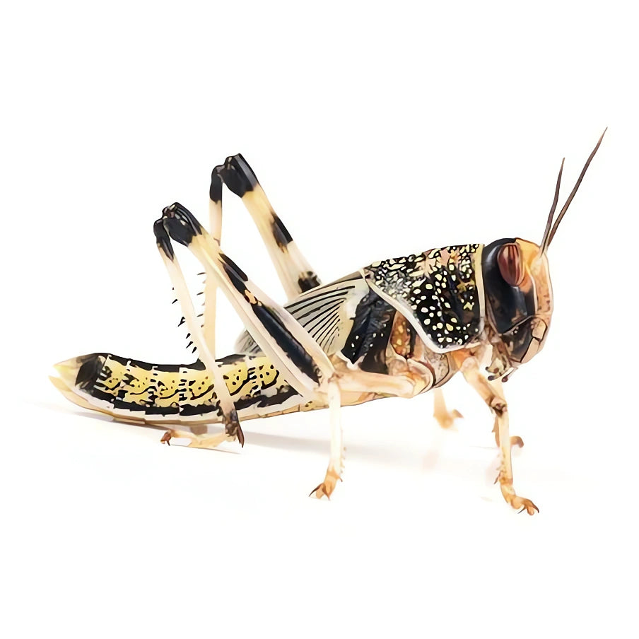 desert locust — Vivarium Animal Food for sale UK