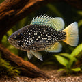 Diamond Sunfish, Banded Sun — tropical fish for sale UK — AI hero driftwood view