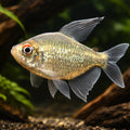 Diamond Tetras — South American Tetra for sale UK — AI hero driftwood view