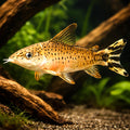 Dianema urostriata XL — tropical fish for sale UK — AI hero driftwood view