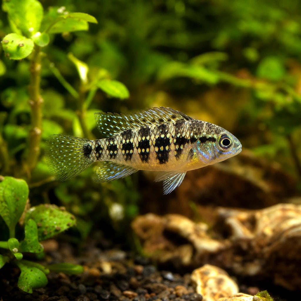 Dicrossus maculatus 1–2 cm | Checkerboard Cichlid — AI natural aquarium view