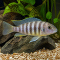 Haplochromis Sunset Cichlid — Lake Malawi Cichlids for sale UK — AI natural aquarium view