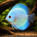 Discus blue diamant — tropical fish for sale UK — AI hero driftwood view