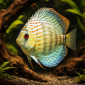 Discus blue turquoise — tropical fish for sale UK — AI hero driftwood view