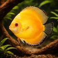 Discus golden pigeon — tropical fish for sale UK — AI hero driftwood view