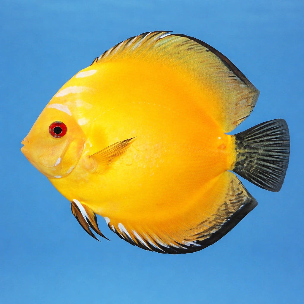 Discus golden pigeon — tropical fish for sale UK — AI side clean view