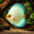 Discus neon blue — tropical fish for sale UK — AI hero driftwood view