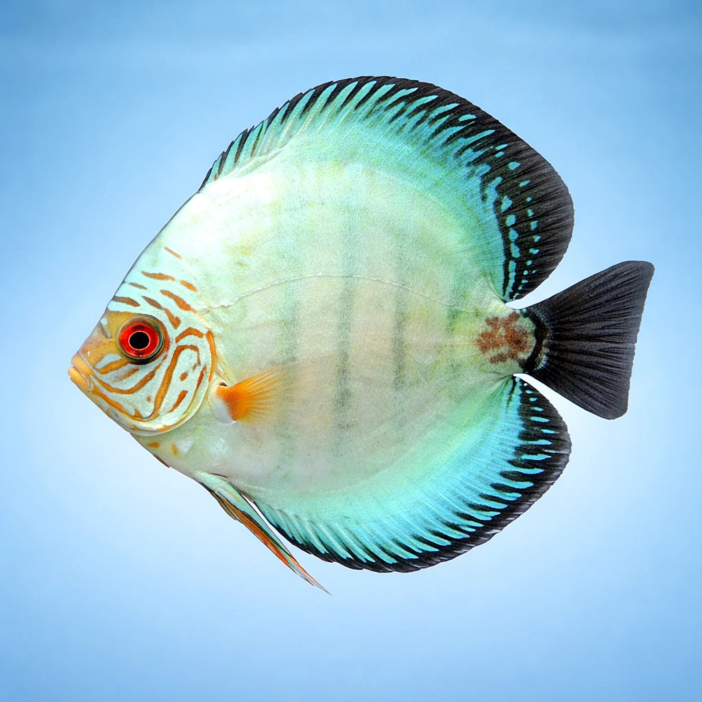 Discus neon blue — tropical fish for sale UK — AI side clean view