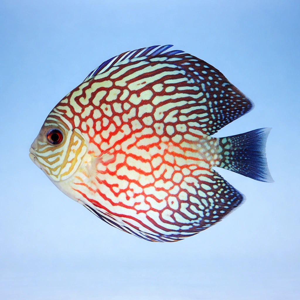 Discus red pearl — tropical fish for sale UK — AI side clean view