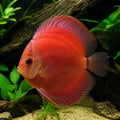 Discus red stone — tropical fish for sale UK — AI natural aquarium view