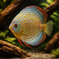 Discus royal blue — tropical fish for sale UK — AI hero driftwood view
