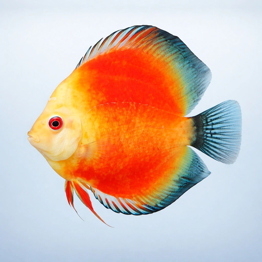 Discus yellow face red marlboro — tropical fish for sale UK — AI side clean view