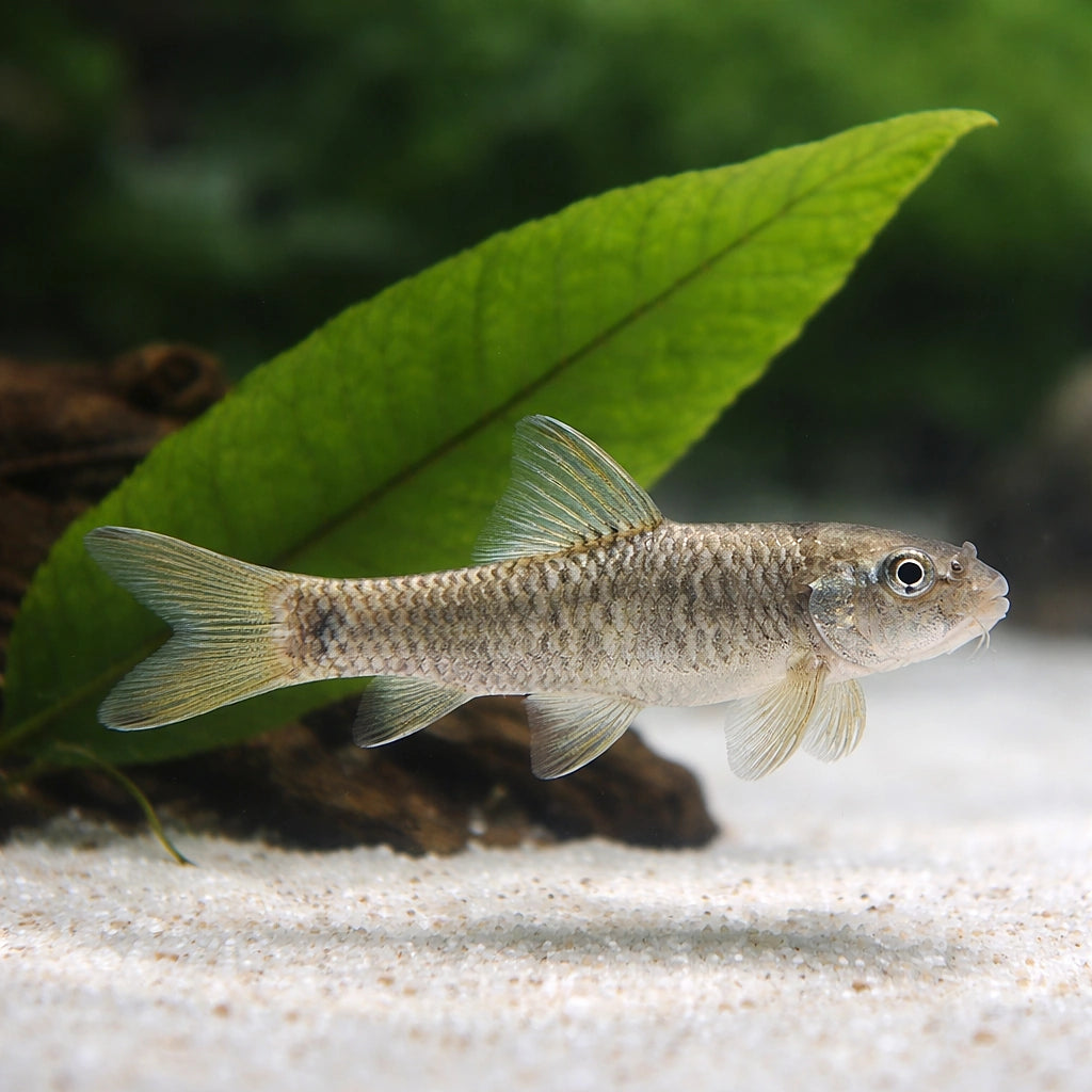  — tropical fish for sale UK — AI scale plant view