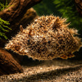 Dolabella auricularia Sea Hare — tropical fish for sale UK — AI hero driftwood view