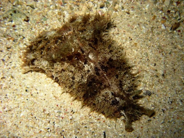 Dolabella auricularia sea hare marine invertebrate on a white background