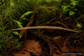 Doryichthys martensii freshwater pipefish with long tubular snout and slender body - AI-generated reference image