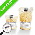 Drosophila Melanogaster — Vivarium Animal Food for sale UK