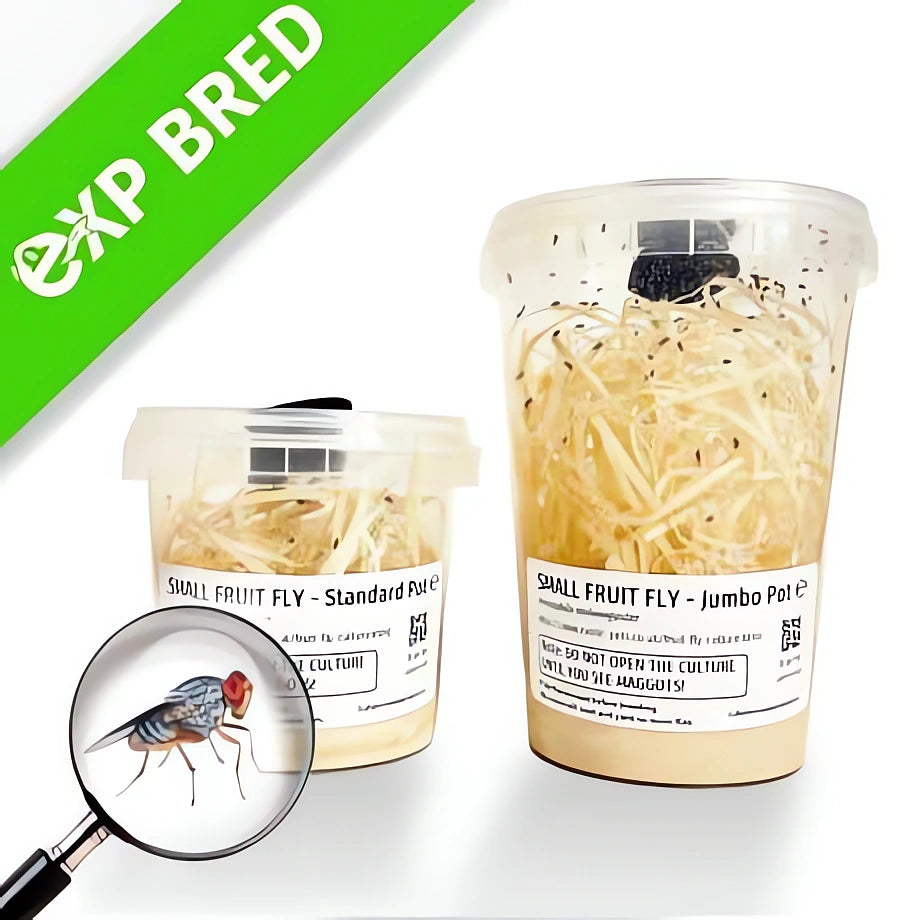 Drosophila Melanogaster — Vivarium Animal Food for sale UK