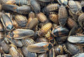 Dubia roaches — Vivarium Animal Food for sale UK