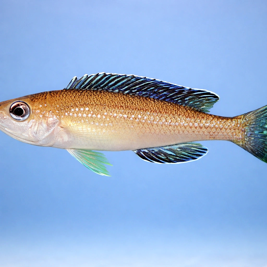 Dull Slender Cichlid — tropical fish for sale UK — AI side clean view