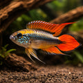 Agassiz' Dwarf Cichlid double red — Apistogramma agassizii “Double Red” - UK (Apistogramma agassizii) — Vibrant Apistogramma…