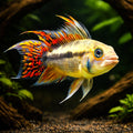 Cacadu Dwarf Cichlid orange — Cockatoo Dwarf Cichlid (Apistogramma cacatuoides) (Apistogramma cacatuoides) — A popular dwarf…