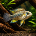 Cruzi Dwarf Cichlid — Apistogramma Cruzi - Moderate Care | UK (Apistogramma cruzi) — Buy Apistogramma Cruzi, a striking…