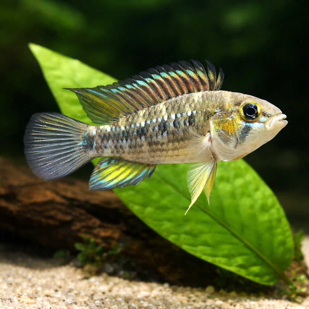 Cruzi Dwarf Cichlid — Apistogramma Cruzi - Moderate Care | UK (Apistogramma cruzi) — Buy Apistogramma Cruzi, a striking…