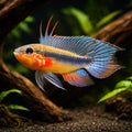Elizabethae Dwarf Cichlid — Apistogramma Elizabethae - UK (Apistogramma elizabethae) — Buy Apistogramma Elizabethae, a…