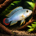 Pandurini Dwarf Cichlid — Apistogramma Panduro - UK (Apistogramma panduro) — Buy Apistogramma Panduro, a striking South…
