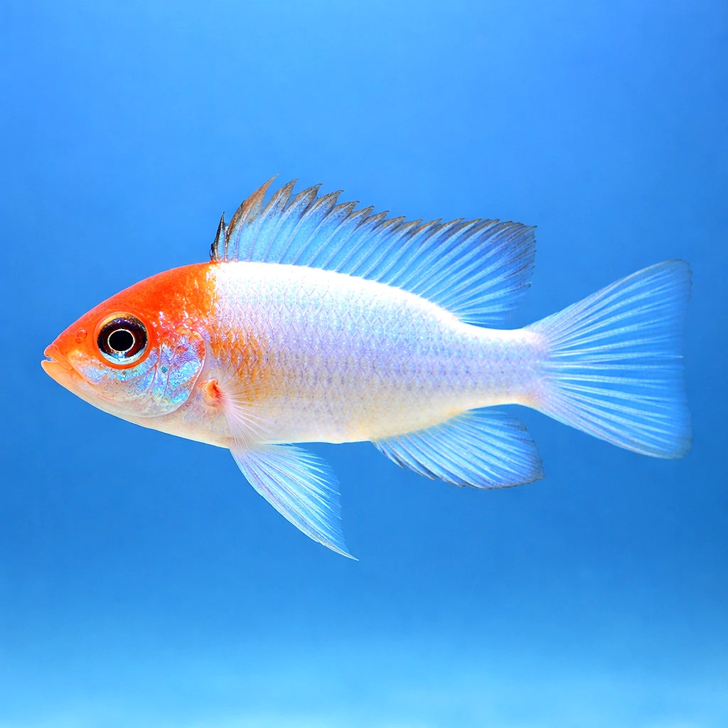 Electric Blue Ram — Blue Red Head Ramirezi Dwarf Cichlid - UK (Mikrogeophagus ramirezi) — Striking Blue Red Head Ramirezi…