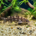 Microglanis iheringi — Catfish cory pleco for sale UK — AI natural aquarium view