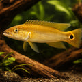 Dwarf Pike Cichlid, Two-Spoted — tropical fish for sale UK — AI hero driftwood view