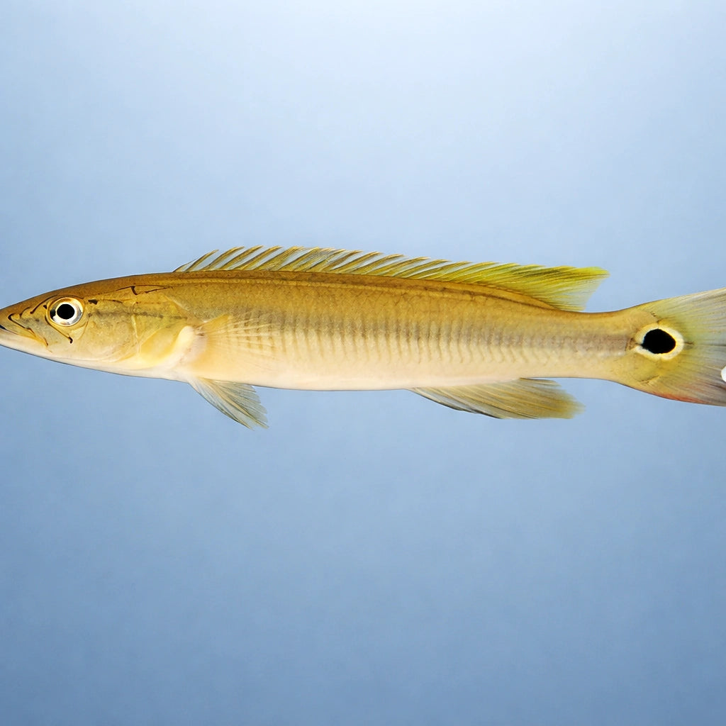 Dwarf Pike Cichlid, Two-Spoted — tropical fish for sale UK — AI side clean view