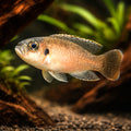 Dwarf Shell-Dweller, Brevis — tropical fish for sale UK — AI hero driftwood view