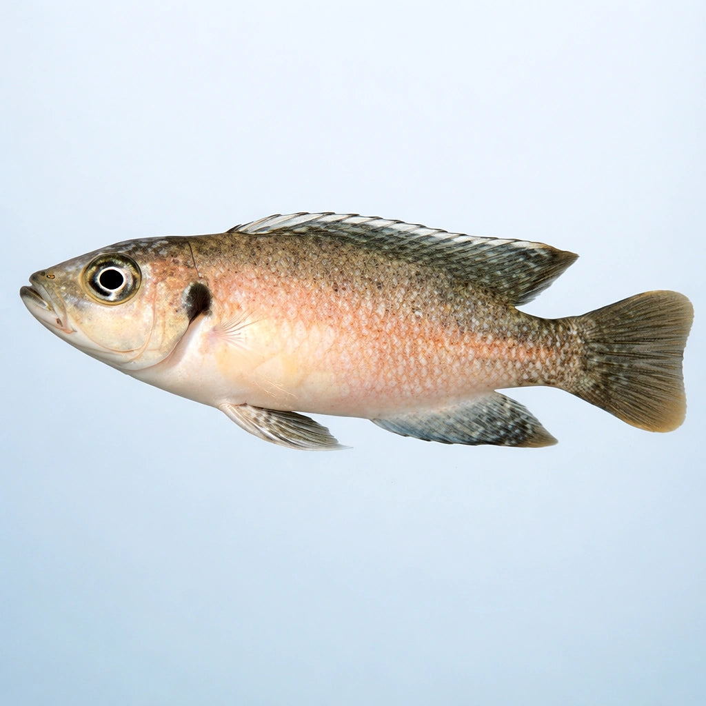 Dwarf Shell-Dweller, Brevis — tropical fish for sale UK — AI side clean view