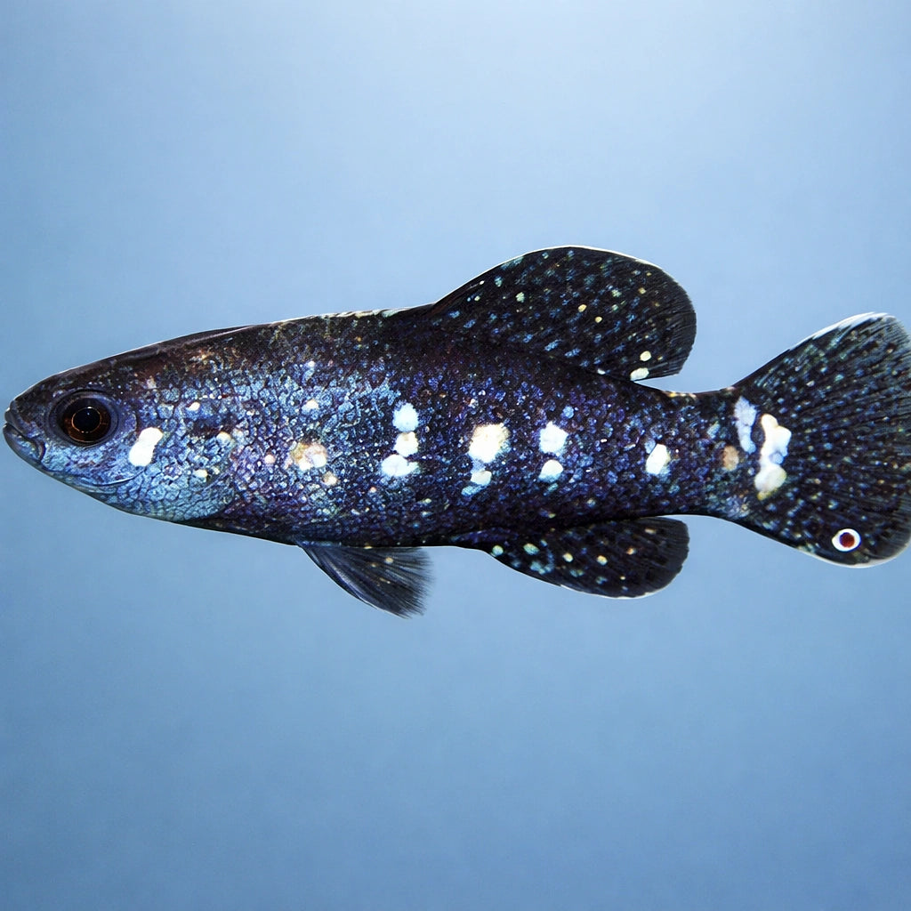 Dwarf Sunfish, Pygmy Sunfis — tropical fish for sale UK — AI side clean view
